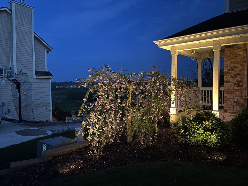 Uplighting on a tree and planting bed beside an illuminated home exterior